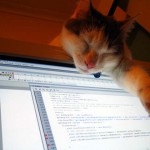 computer-coding-cat