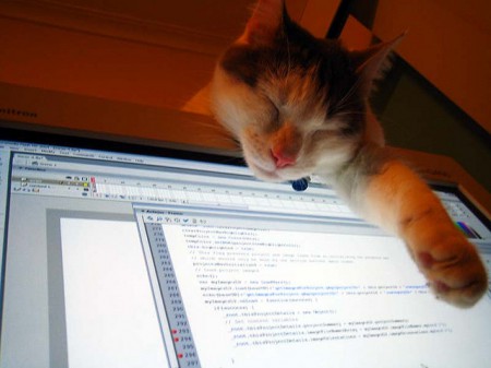 computer-coding-cat